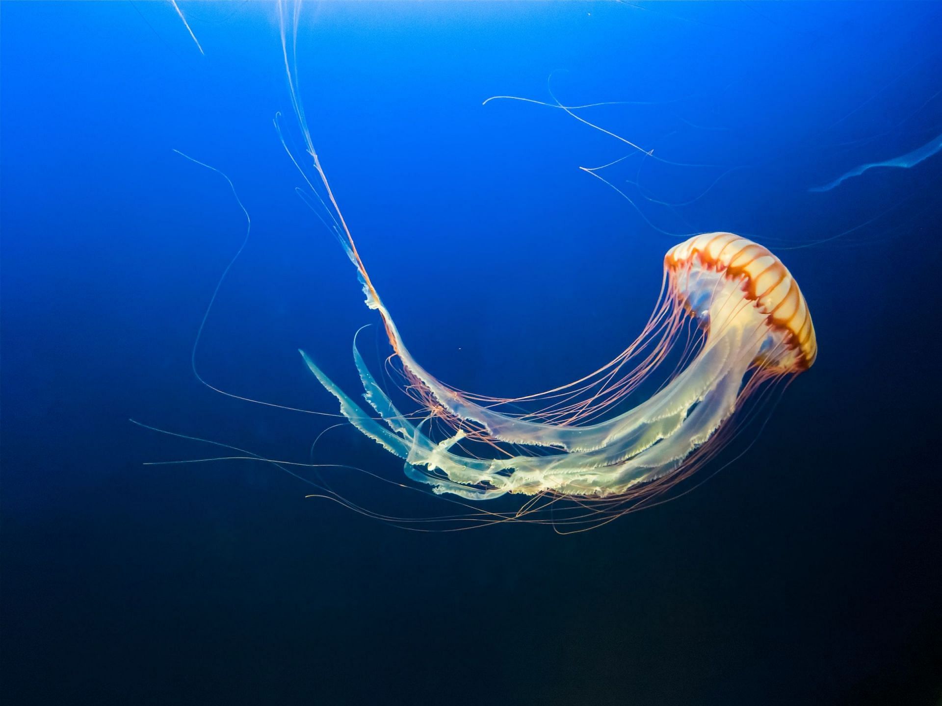 Jellyfish could learn without the presence of brain. (Image via Unsplash/Jeffrey Hamilton)